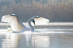 mute swan swims at the lake