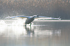 Mute Swan flies over the lake