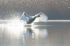 Mute Swan flies over the lake