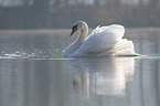 mute swan swims at the lake