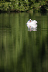 swimming Mute Swan