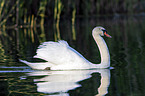 swimming Mute Swan