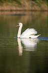 swimming Mute Swan