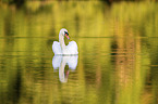 swimming Mute Swan