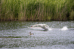flying Mute Swan