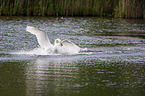 swimming Mute Swan