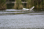 flying Mute Swan