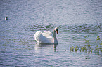 swimming Mute Swan