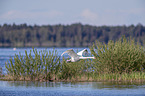 flying Mute Swan