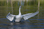 Mute Swan