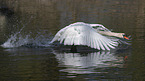 flying Mute Swan