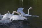 flying Mute Swans