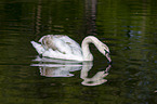 swimming Mute Swan