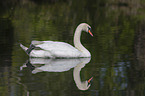 swimming Mute Swan