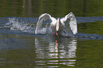 flying Mute Swan