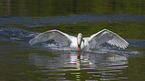 flying Mute Swan