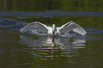 flying Mute Swan