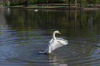 Mute Swans