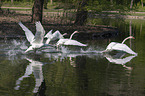 flying Mute Swans