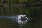 flying Mute Swan