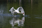 flying Mute Swan