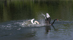 Mute Swan with Black Swan