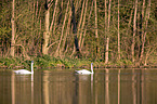 swimming Mute Swans