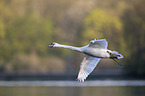 flying Mute Swan