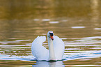 swimming Mute Swan