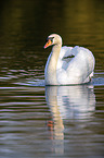 swimming Mute Swan