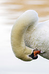 Mute Swan portrait