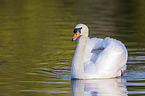 swimming Mute Swan