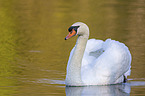 swimming Mute Swan