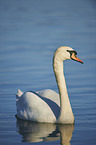 swimming Mute Swan