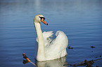 swimming Mute Swan