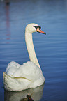 swimming Mute Swan