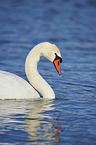 swimming Mute Swan