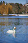 Mute Swan
