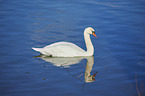 swimming Mute Swan