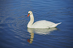 swimming Mute Swan