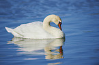 swimming Mute Swan