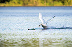 Mute Swan and Egyptian Goose