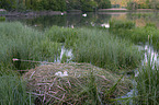 Mute Swan eggs