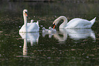 Mute Swans