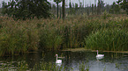 mute swans