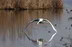 mute swan