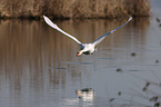 mute swan