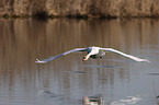 mute swan