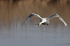 mute swan