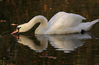 mute swan